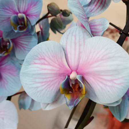 Image Slider